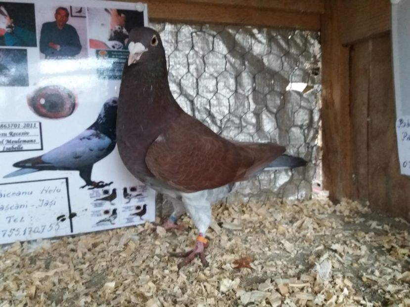  - Meulemans de vanzare
