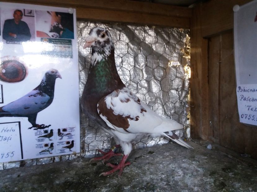  - Meulemans de vanzare