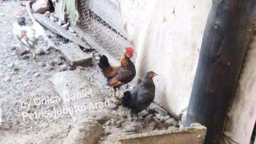  - Pui şi găini americane