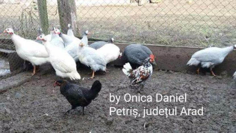  - Pui şi găini americane