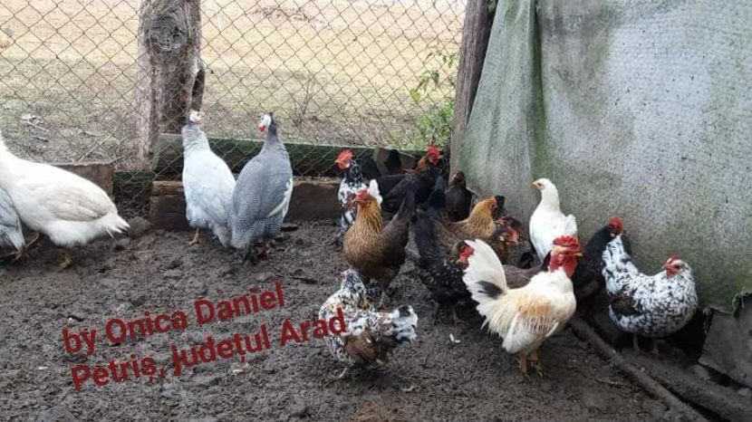  - Pui şi găini americane