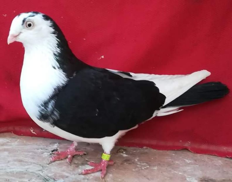 ac7f17396342563718f3a4efb7c3753b.0 - porumbei provenienta Hadarau Simion Vlad