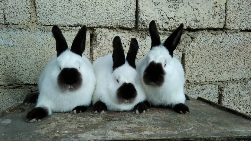 tot ele - Femele pentru-2018