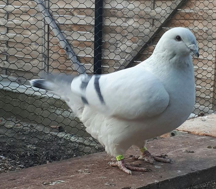 Fem   2017 - Femele 2018