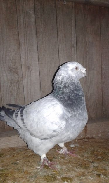  - Cuci -Albastri- Matca 2018