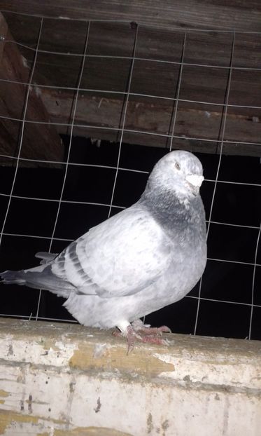  - Cuci -Albastri- Matca 2018