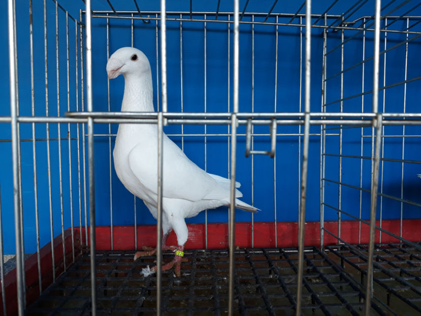  - GERMANI PUI 2017 si 2018