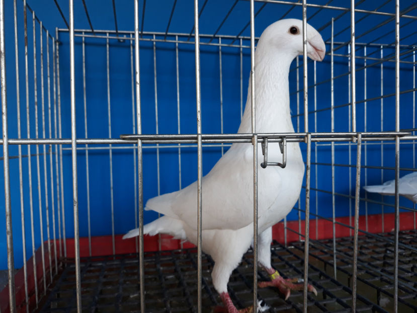  - GERMANI PUI 2017 si 2018