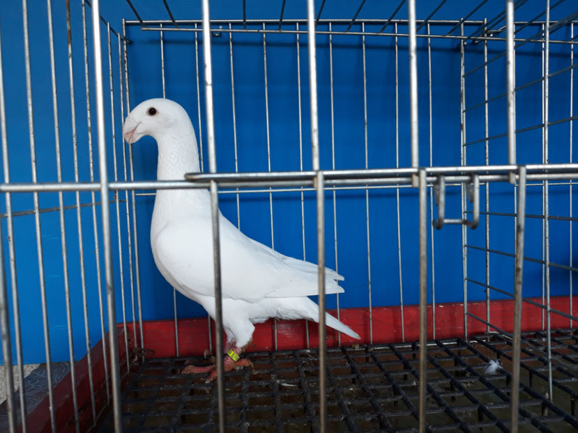  - GERMANI PUI 2017 si 2018