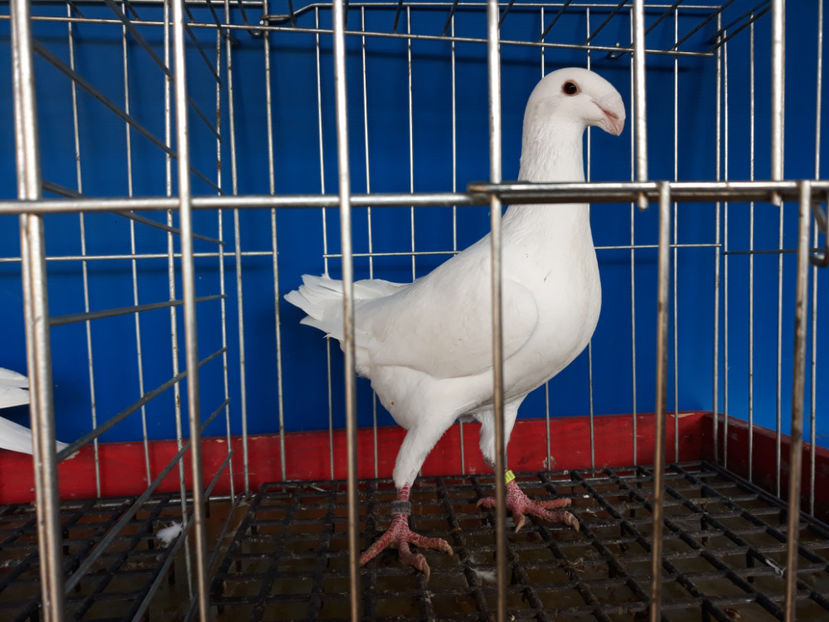  - GERMANI PUI 2017 si 2018