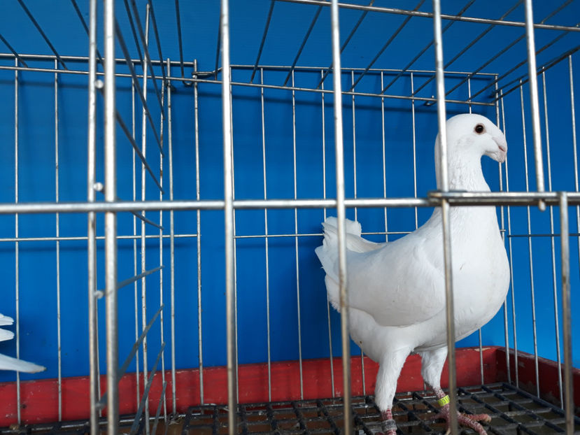  - GERMANI PUI 2017 si 2018