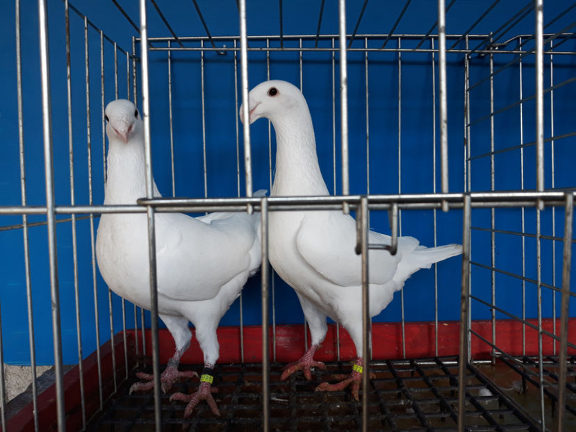  - GERMANI PUI 2017 si 2018