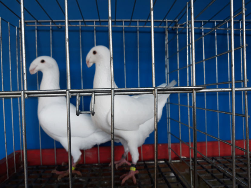  - GERMANI PUI 2017 si 2018