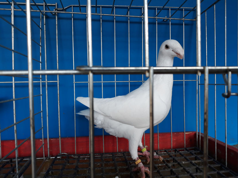  - GERMANI PUI 2017 si 2018