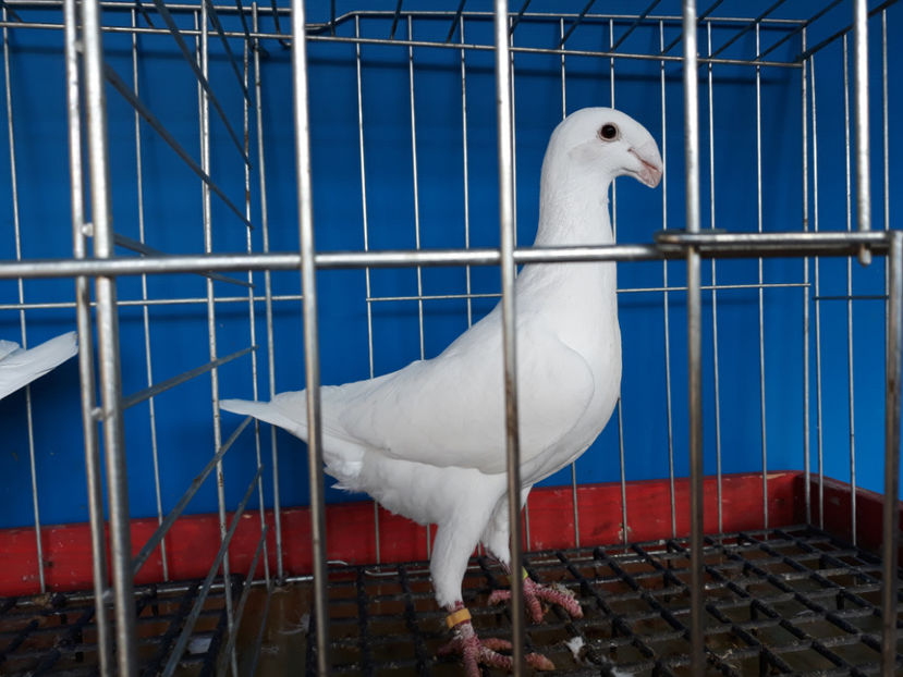  - GERMANI PUI 2017 si 2018