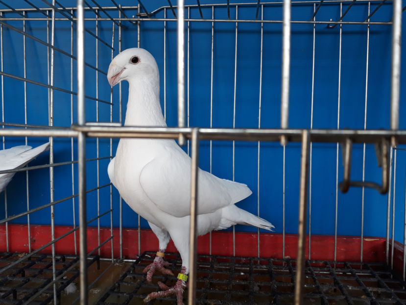  - GERMANI PUI 2017 si 2018