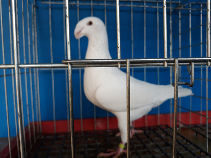  - GERMANI PUI 2017 si 2018