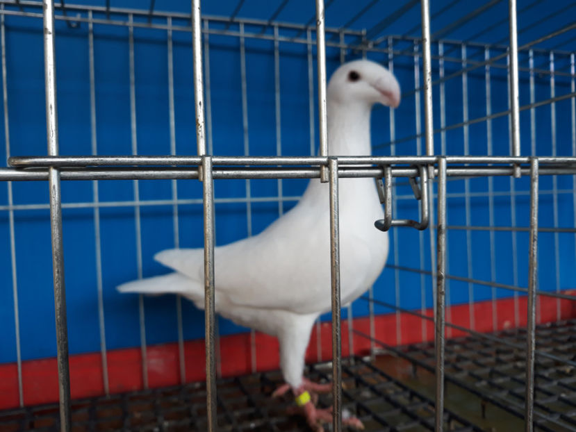  - GERMANI PUI 2017 si 2018