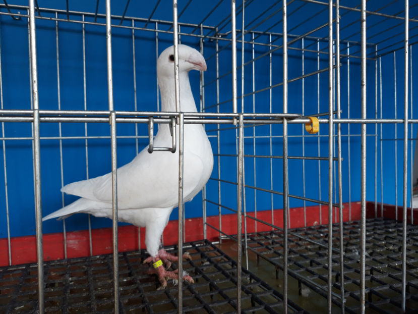  - GERMANI PUI 2017 si 2018