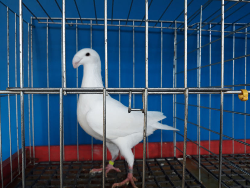  - GERMANI PUI 2017 si 2018