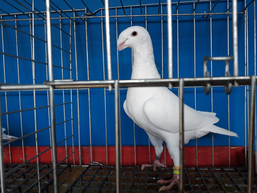  - GERMANI PUI 2017 si 2018