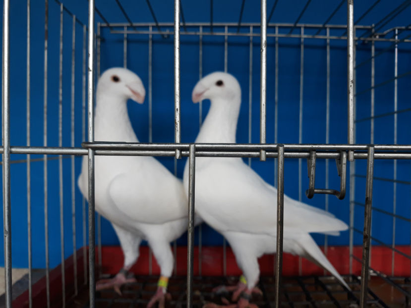  - GERMANI PUI 2017 si 2018