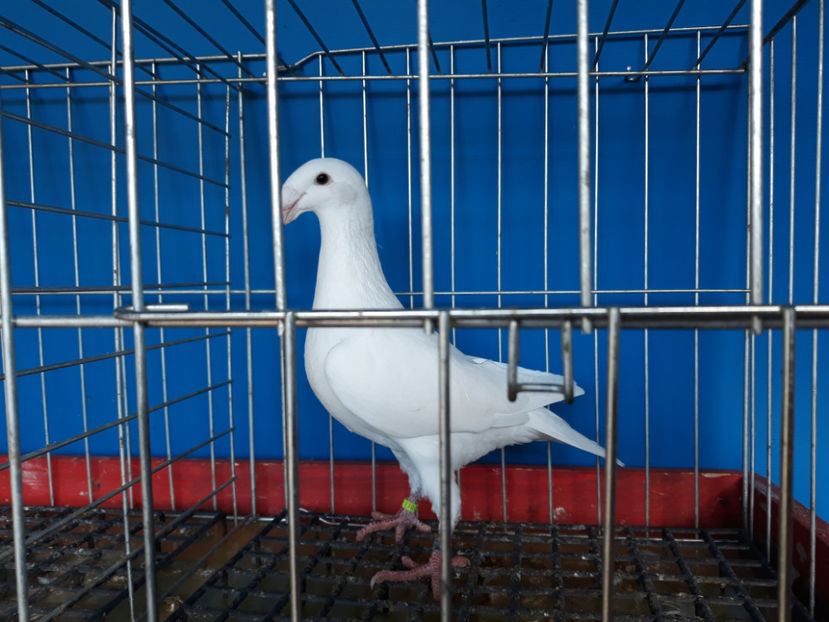  - GERMANI PUI 2017 si 2018