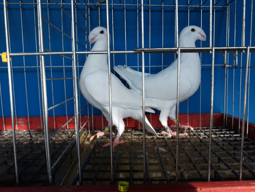  - GERMANI PUI 2017 si 2018