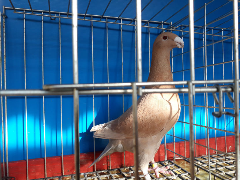  - GERMANI PUI 2017 si 2018