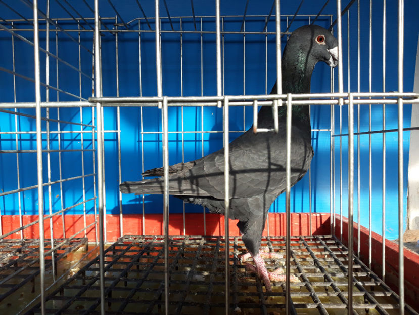  - GERMANI PUI 2017 si 2018