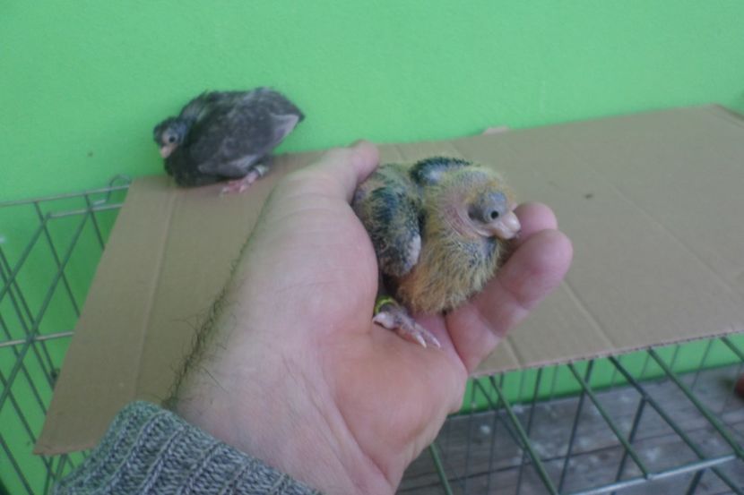 SAM_9500 - JUCATORI DE BALTI-POZE NOI