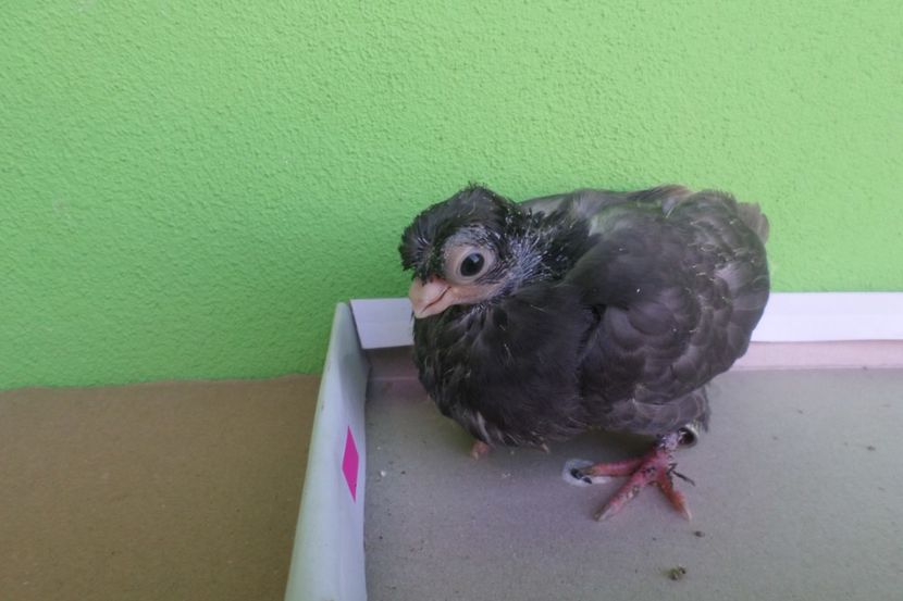 SAM_9552 - JUCATORI DE BALTI-POZE NOI