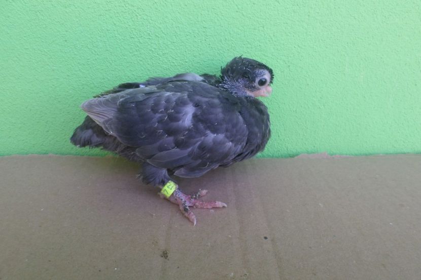 SAM_9555 - JUCATORI DE BALTI-POZE NOI