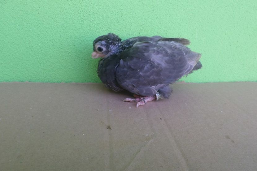 SAM_9556 - JUCATORI DE BALTI-POZE NOI