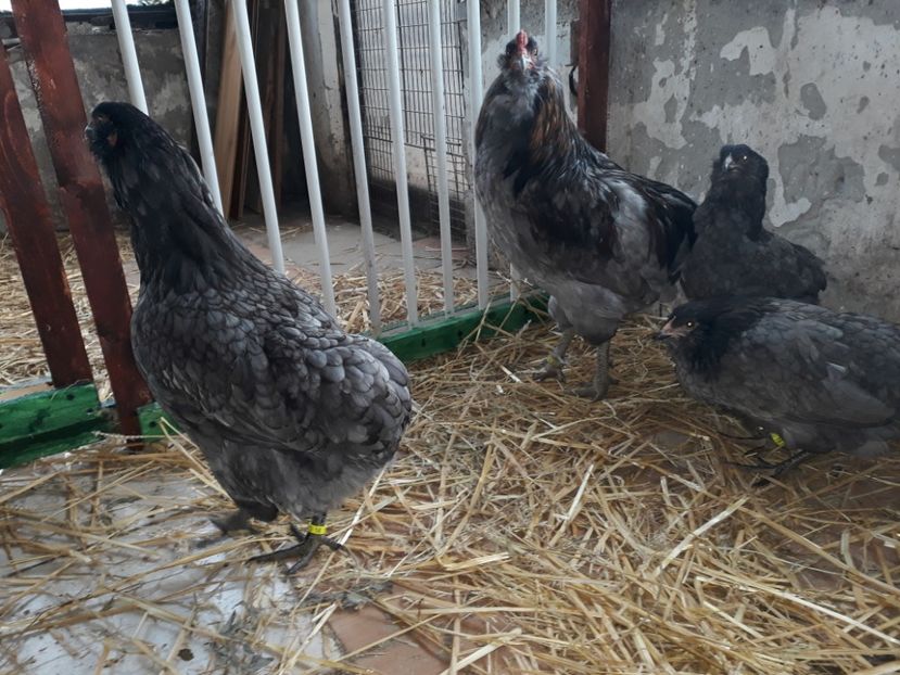 Araucana albastre 2017 - Gaini Araucana Albastru
