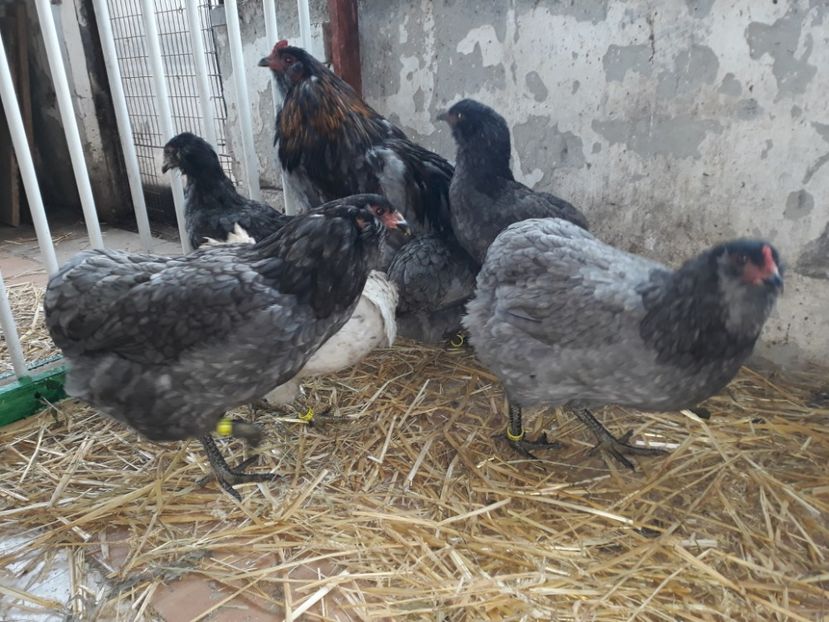 2017 araucana albastru - Gaini Araucana Albastru