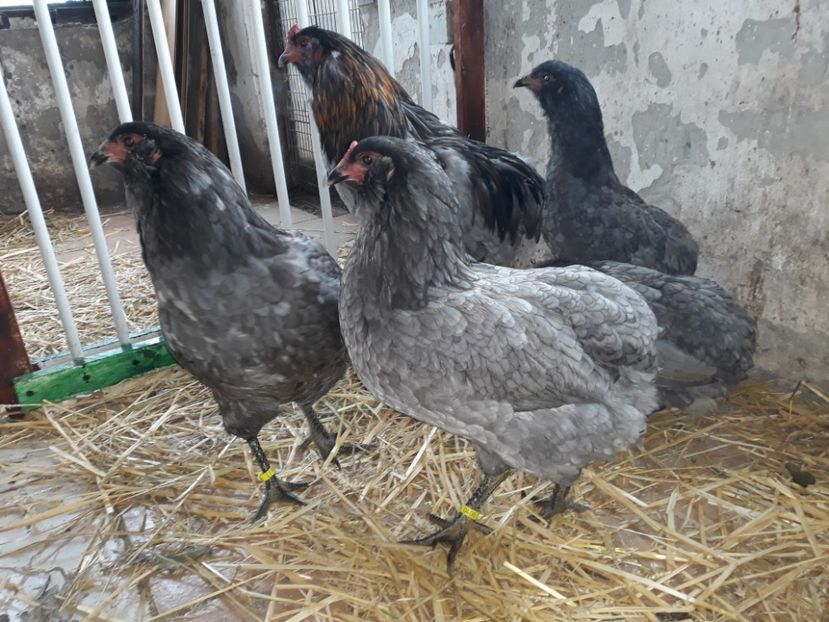 Araucana 17 - Gaini Araucana Albastru