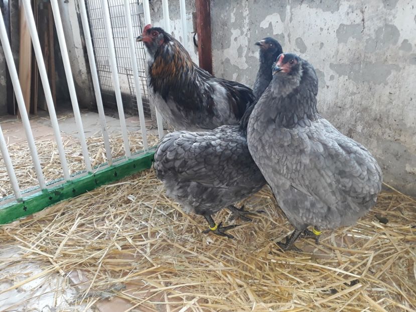 - Gaini Araucana Albastru
