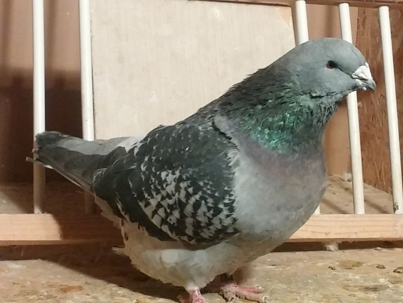 Vândută - 1 De vanzare