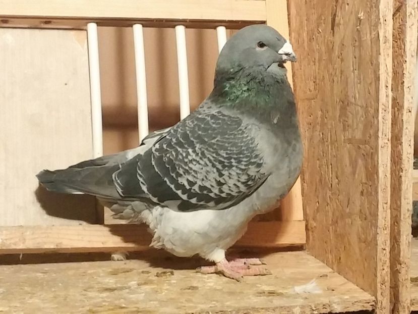 Vândut - 1 De vanzare