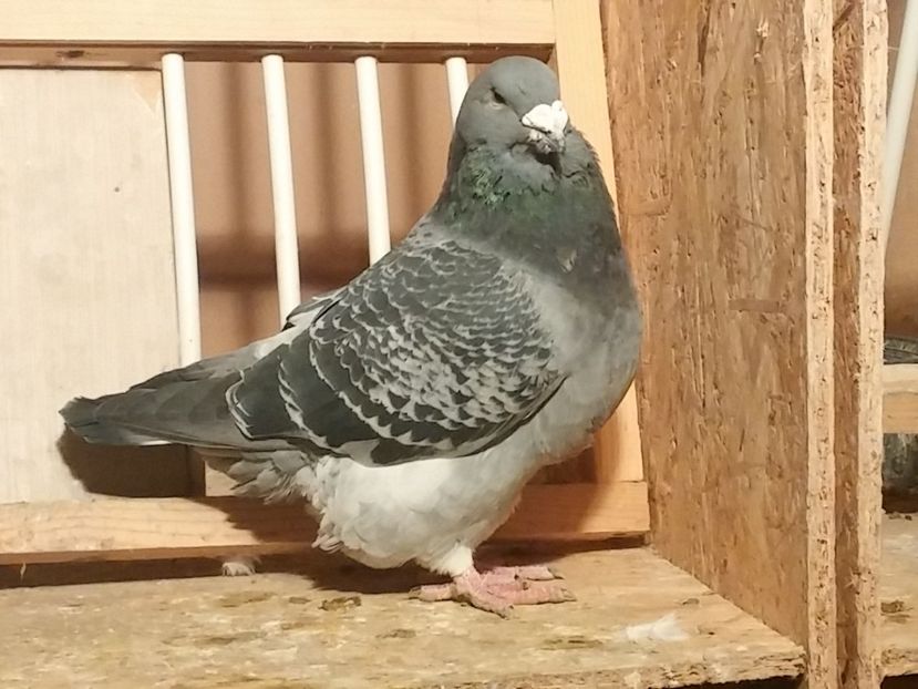 M2017 - 1 De vanzare