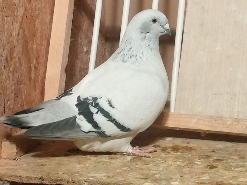 F2017 - 1 De vanzare