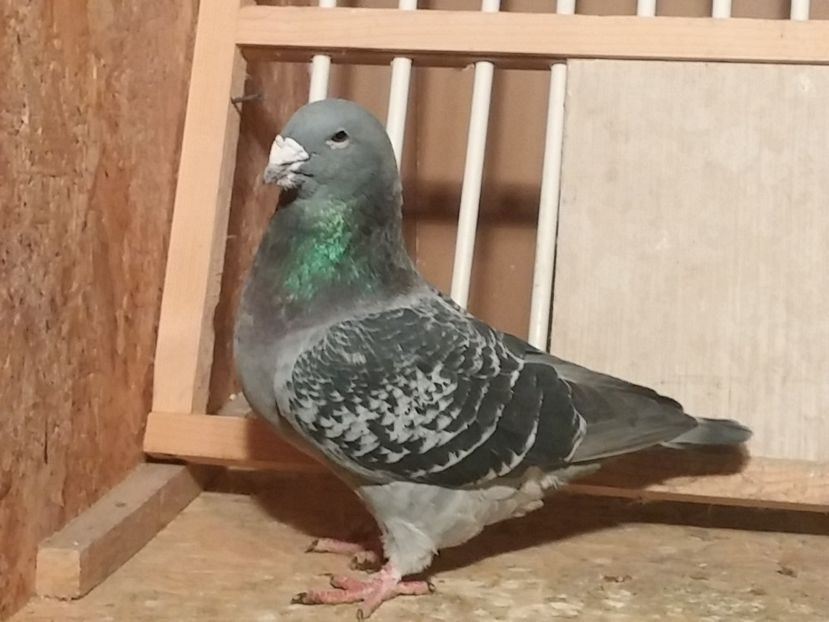 Vândut - 1 De vanzare