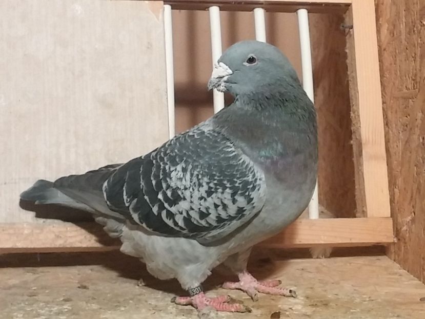 M2016 - 1 De vanzare