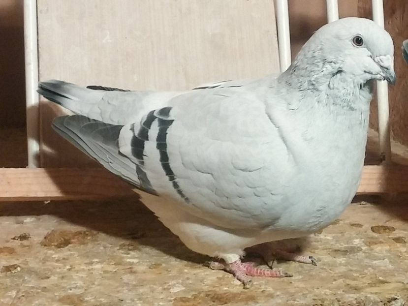 Vândută - 1 De vanzare