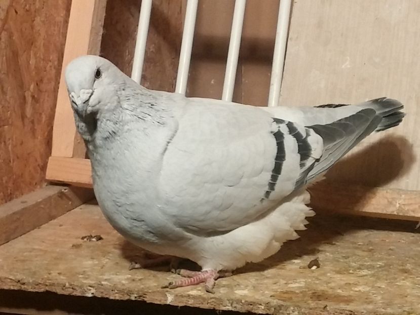 F2015 - 1 De vanzare