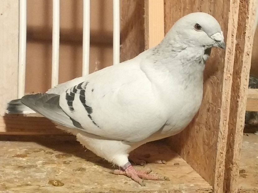 M2017 - 1 De vanzare