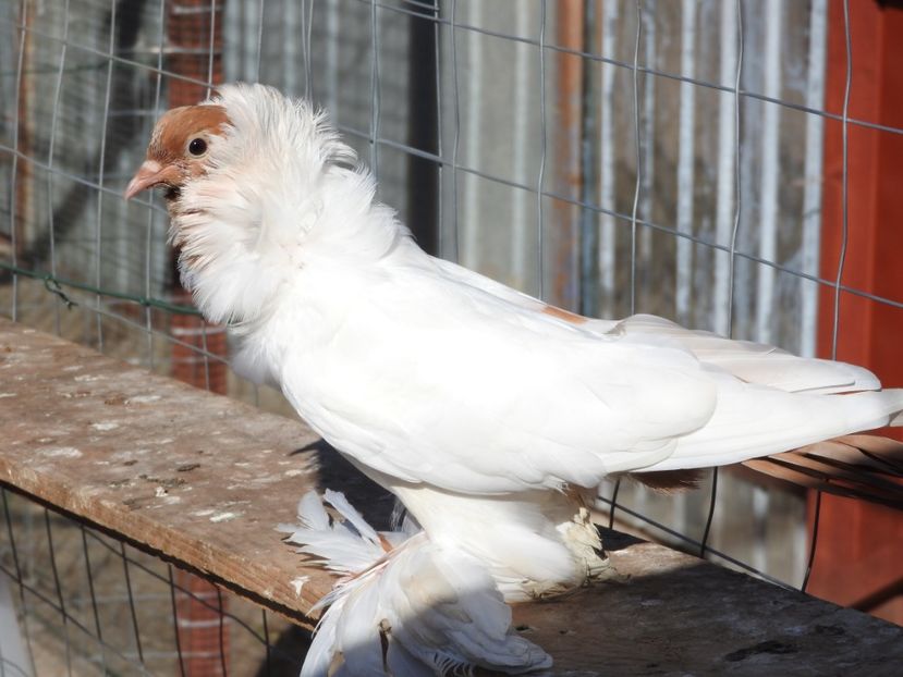  - 08 --- cap- de- maur