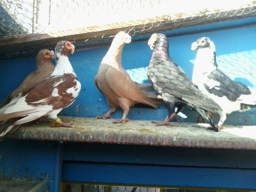 2016-11-26 12.55.01 - GENETICA