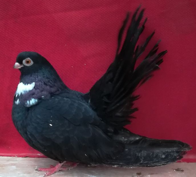 F 2016 - Negri trenati de Bucuresti